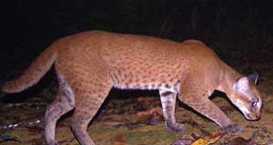 African Golden Cat