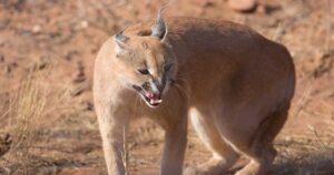 African wild cats