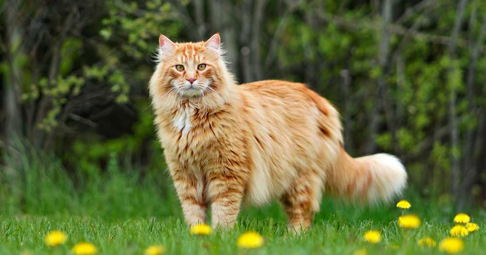 World s Biggest Cat Breed Unveiling The 5 Majestic Giants