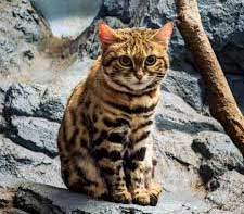 Black footed cat