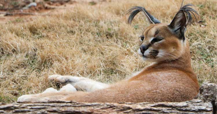 Caracal Cat