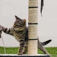 Cat Training