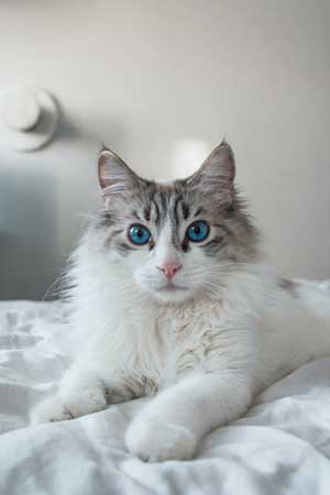 Cute Cat