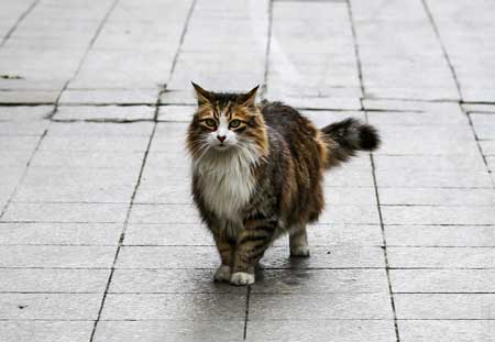 Norwegian Forest Cat