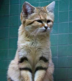 Sand Cat