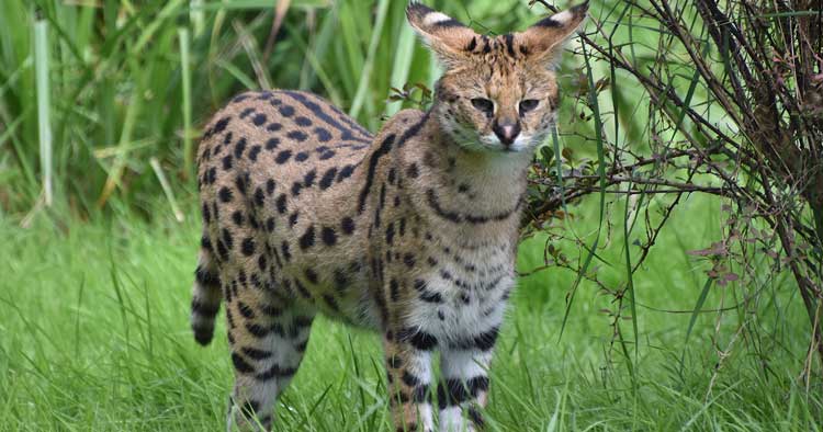 Serval Cat