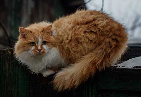 Siberian cat