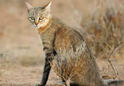 African wild cats