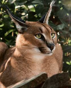 The Caracal Cat: Graceful Hunter of the African Wilderness