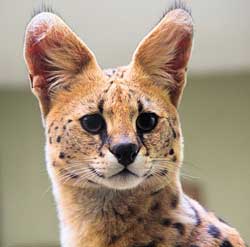 serval cat