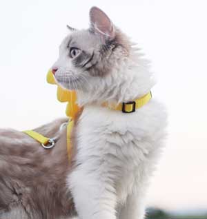 How-to-Put-on-a-Cat-Harness