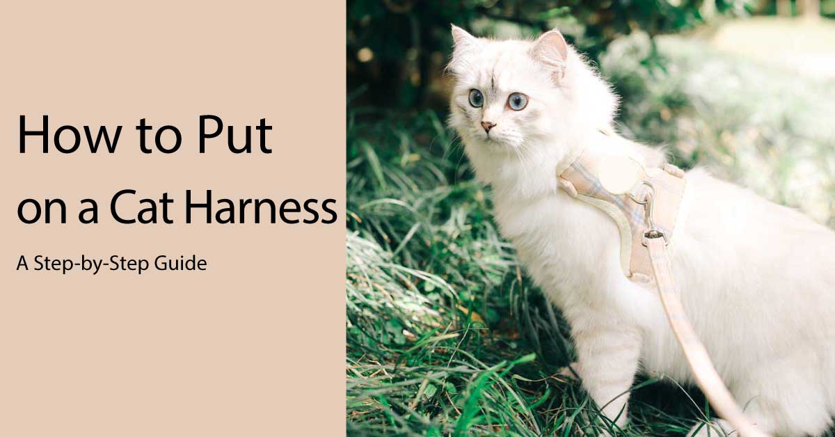 how-to-put-on-a-cat-harness-a-step-by-step-guide