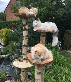 outdoor cat tree