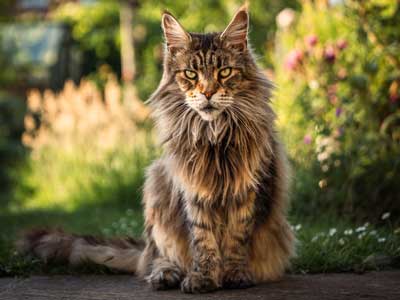 Maine-Coon