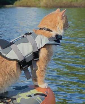 cat life jacket