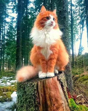 Orange-Ragdoll-Cat