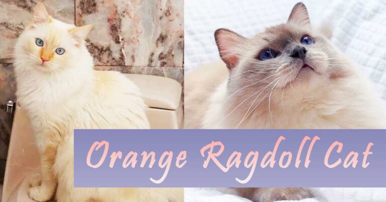 Orange-Ragdoll-Cat