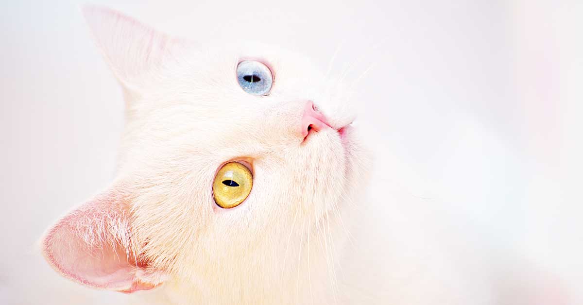 can cats see color