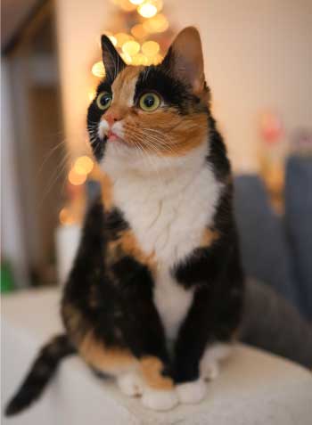 Black-Calico-Cat