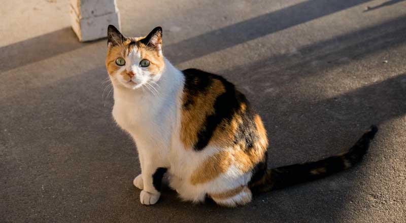 Black calico cat