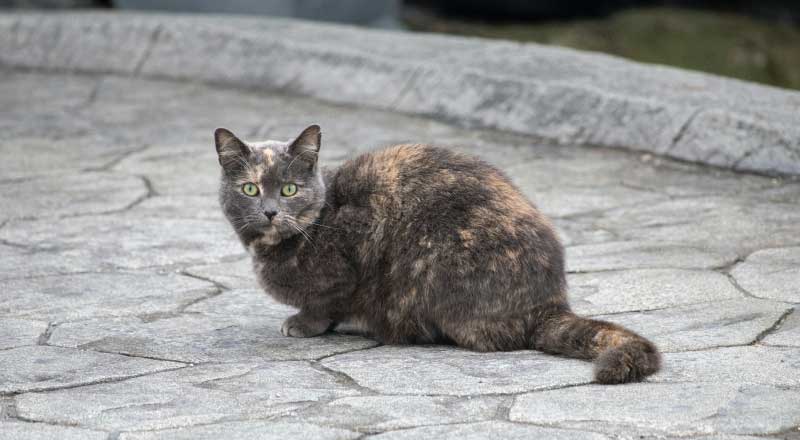 Black calico cat