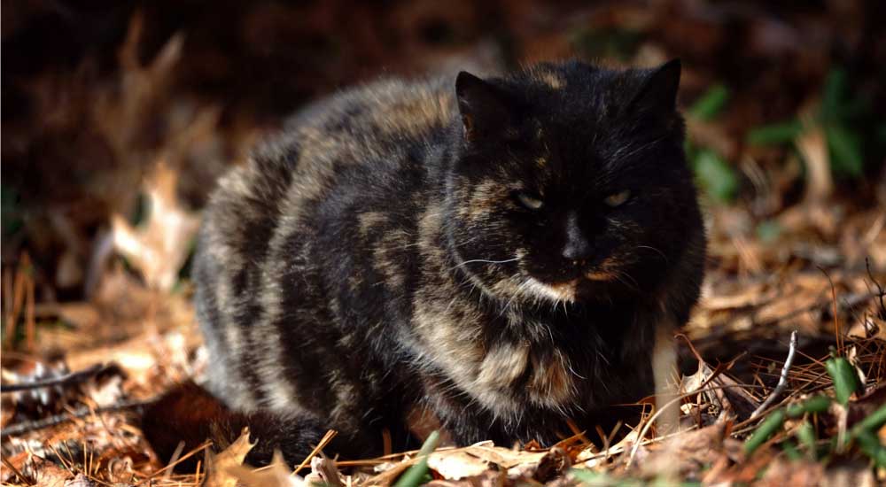 Black calico cat